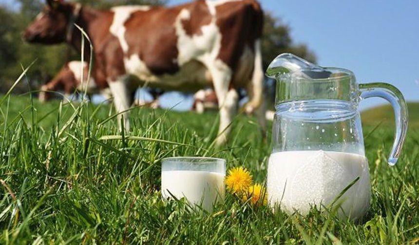 Korkutan Şubat hesabı: 1 litre sütün maliyeti 20,45 TL! Üretici zararın eşiğinde!