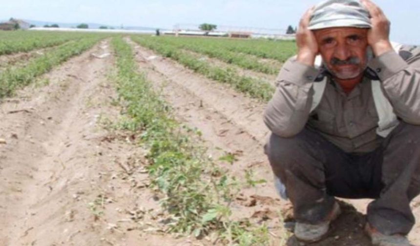 Tarımda öğrenilmiş çaresizlik nedir?