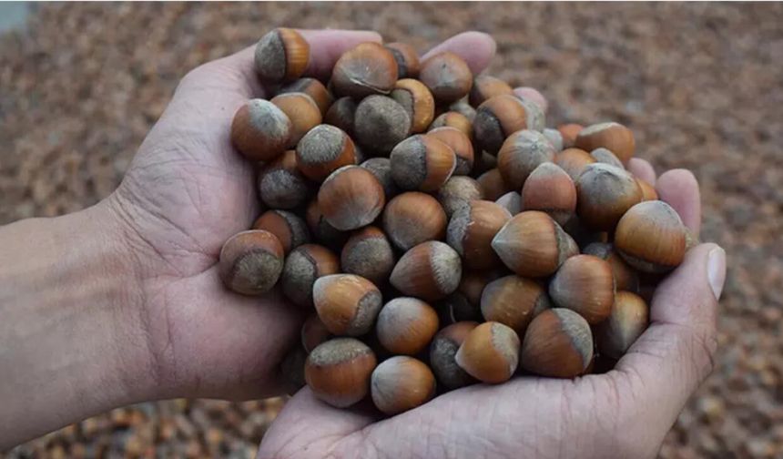 TMO eski fındıkları ihalesiz ve duyurusuz satışa çıkardı, piyasa karıştı