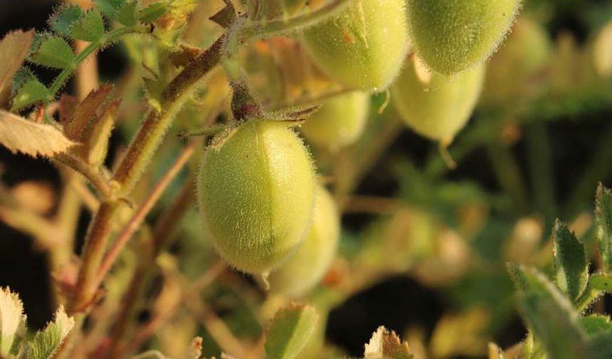 Nohutta hibe desteği ve maliyet avantajı ekilişleri artırıyor