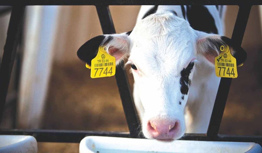 Hayvancılıkta tebliğ dönemi: Aşı ve küpe ücretlerinde 'Dijital Mahsup' başlıyor!