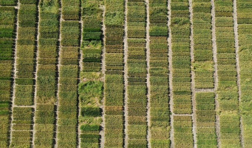 Biga’da çeltik üreticisine su şoku: 10 köyde ekim yasaklandı, çiftçi çaresiz!