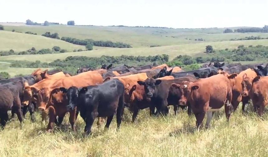 Küresel besi danası piyasasında 'Arjantin' şoku: Fiyatlar yüzde 35 birden fırladı!