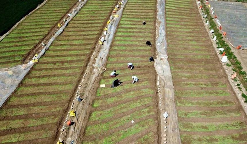 Çiftçinin hesabına 17,3 milyar TL yatıyor: Bakan Yumaklı dev destek paketini duyurdu!