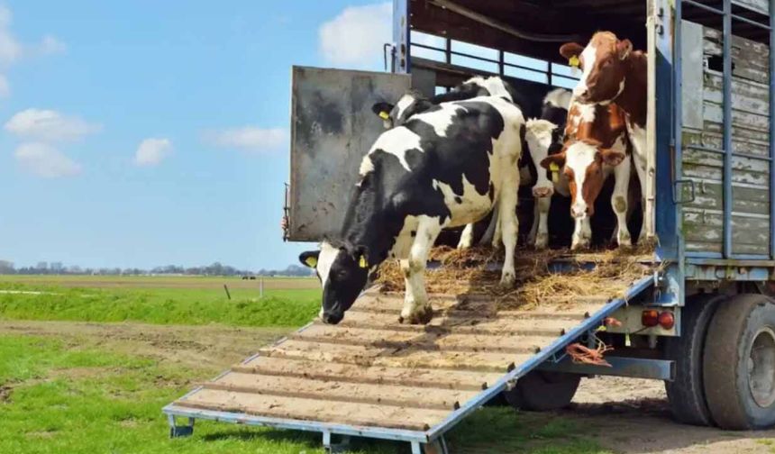 Gümüşhane’de canlı hayvan nakliyecilerine "Sertifika" zorunluluğu: Eğitim ve sınav takvimi açıklandı