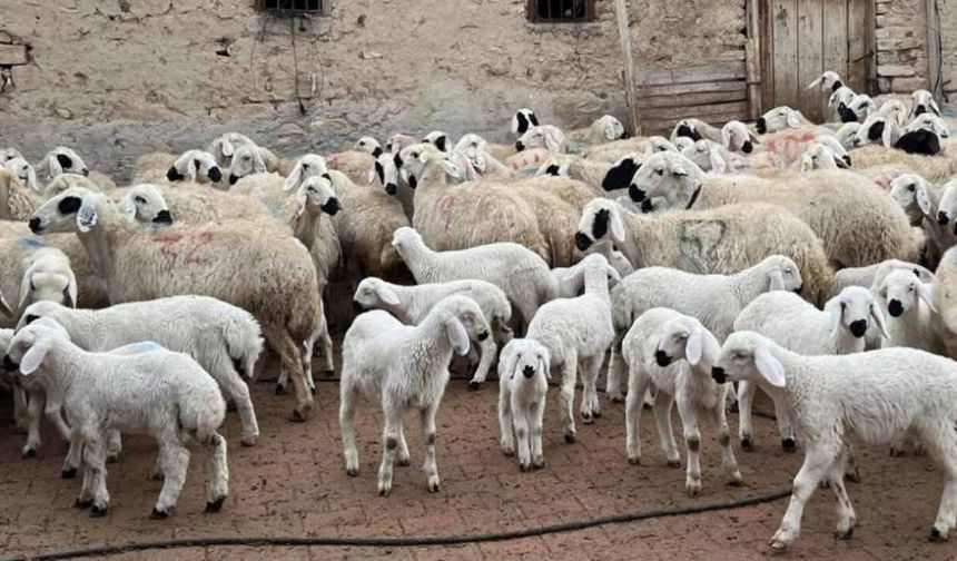 TCKN son hanesi ‘0’ olanlar dikkat! Kuzu, oğlak ve tarımsal destek ödemeleri başladı: İşte çiftçiye ödenecek destekler!