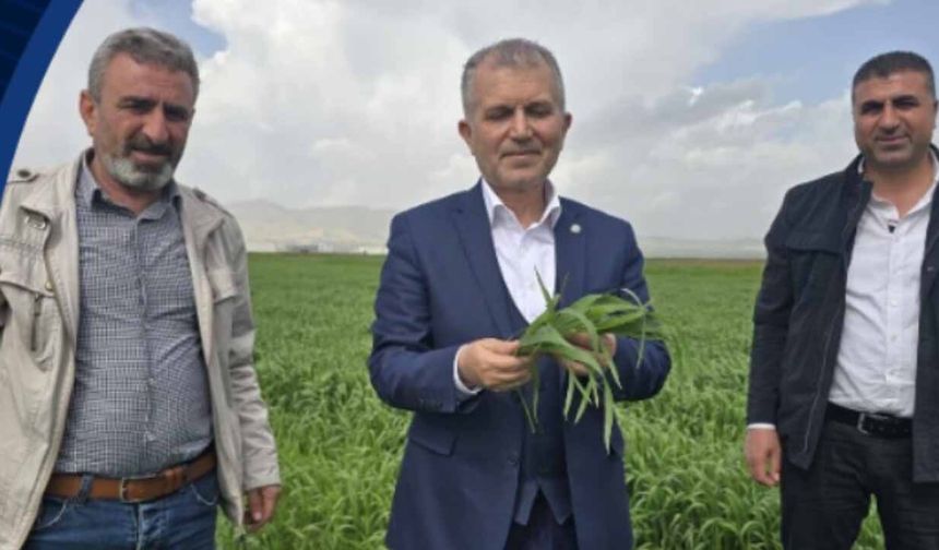 Jeopolitik kriz çiftçiyi vurdu: Mardinli hububatçılardan "Vergi Sıfırlansın" çağrısı!