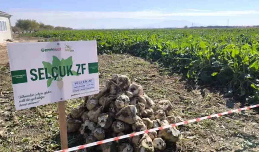 Şeker pancarında 'tohum prangası' kırıldı: Yerli hibrit tohumda ihracat dönemi başlıyor!