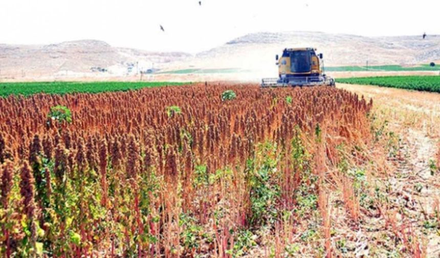 Aksaray tarım havzaları: 2025-2027 desteklenen ürünler ve üretim verileri