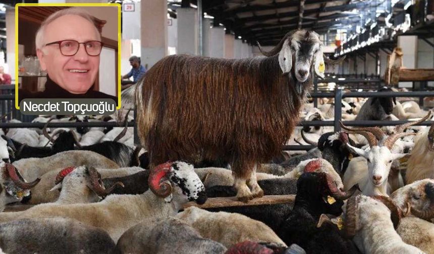 Babaannemin "Hacılar Bayramı" nerede, şimdiki çile nerede? Necdet Topçuoğlu’ndan ezber bozan kurban analizi!
