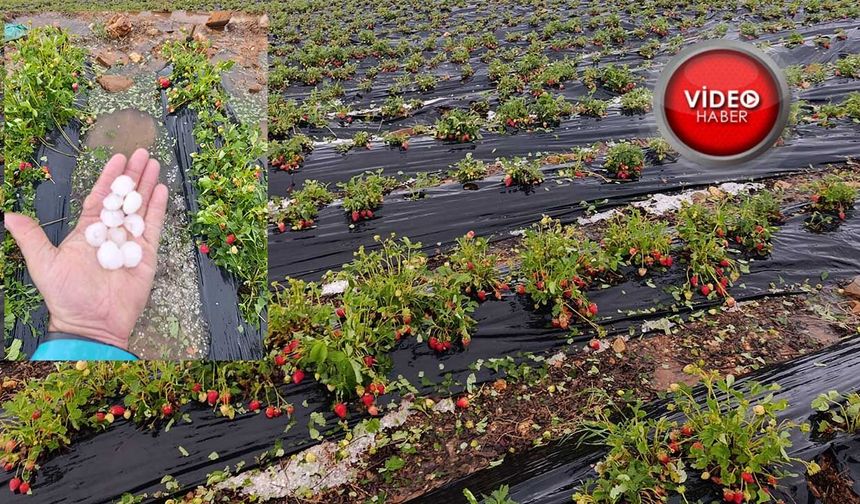 Konya’da tarımsal afet! AB tescilli Hüyük çileğini dolu vurdu: 18 bin ton ürün yok oldu!