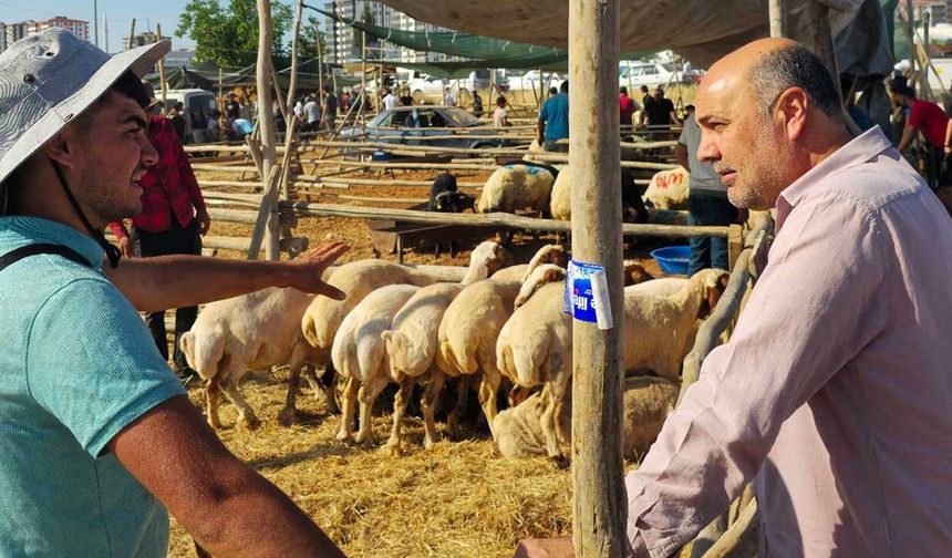 Kurbanlık fiyatları neden artıyor? Birlik Başkanından ezber bozan "iç yüzü" açıklaması!