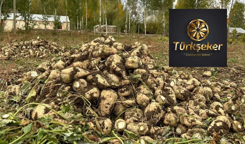 Türkşeker 300 bin ton şeker ihraç edecek ama Hazine 4.4 milyar lira zarar edecek! Bakanlıktan onay bekleniyor