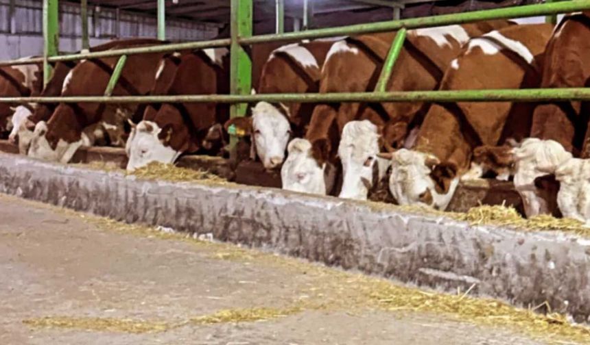 Ankara’da besicilerin "Dişi Hayvan" çıkmazı: Kesimliğe gelen 12 bin hayvan için zorunlu aşı kararı