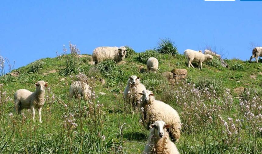 Gökçeada’ya uluslararası tescil! Şap hastalığından aşılı ari bölge ilan edildi