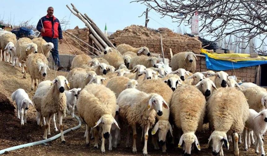 Hayvancılıkta "asgari ücretli çoban" dönemi: Yüksek maaş çarkı kırılacak mı?