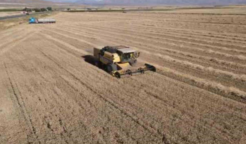 Buğday ve arpa piyasasında son durum: 4 büyük borsada güncel hububat fiyatları!