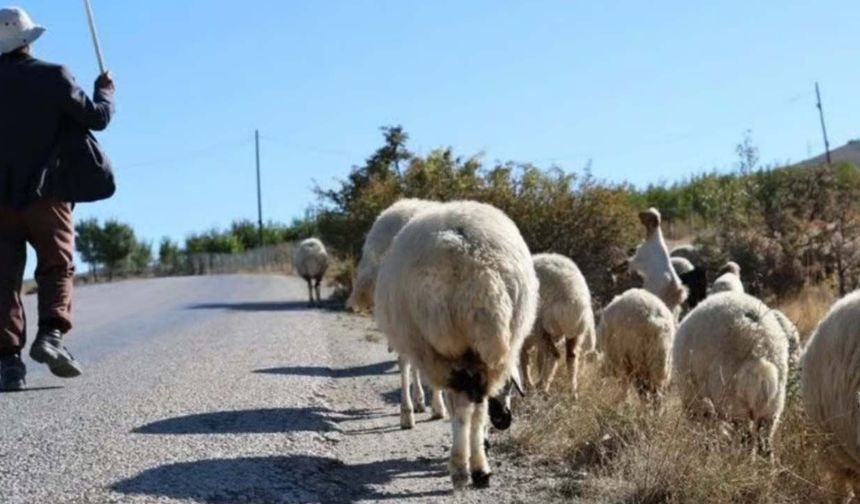 Hayvancılıkta "ithal çoban" dönemi başladı: İŞKUR destekli istihdam süreci!