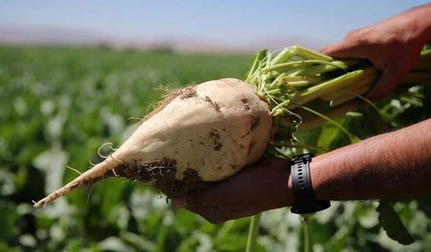 Şeker Kanunu'nda büyük çelişki! Kaçak pancar cezaları hafifletiliyor, 2026 sezonuna göz yumuluyor