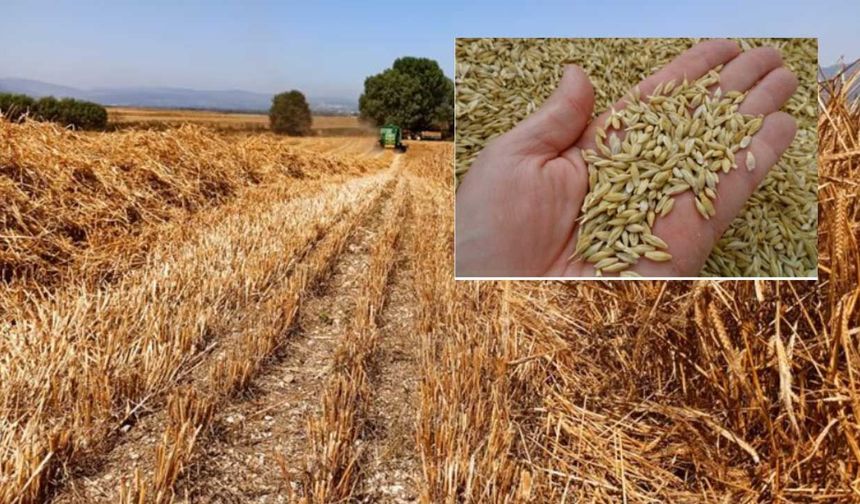 TMO kararı sonrası piyasa çalkalandı: Arpa fiyatları bir günde çakıldı! Bin liralık şok düşüş