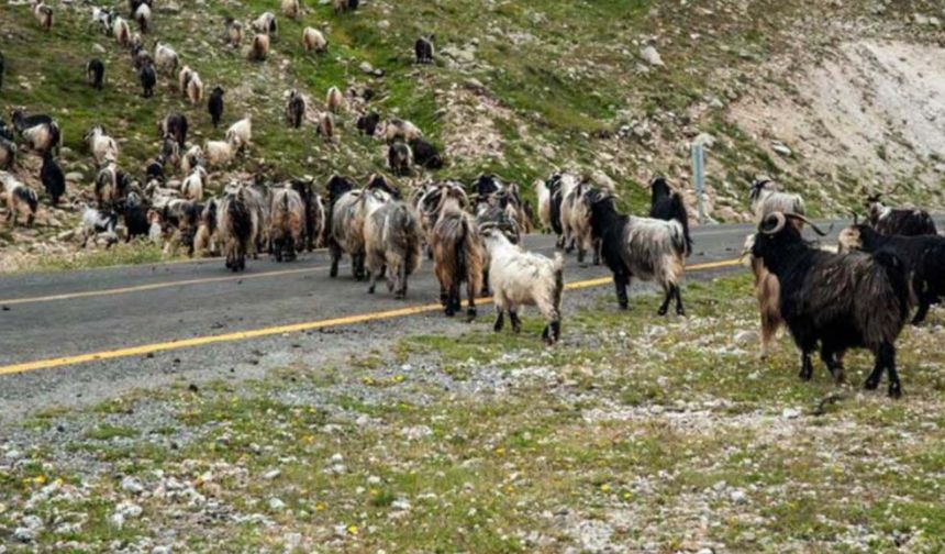 Ormanlarda koyun ve keçi otlatmasına AB'den dikkat çeken karar
