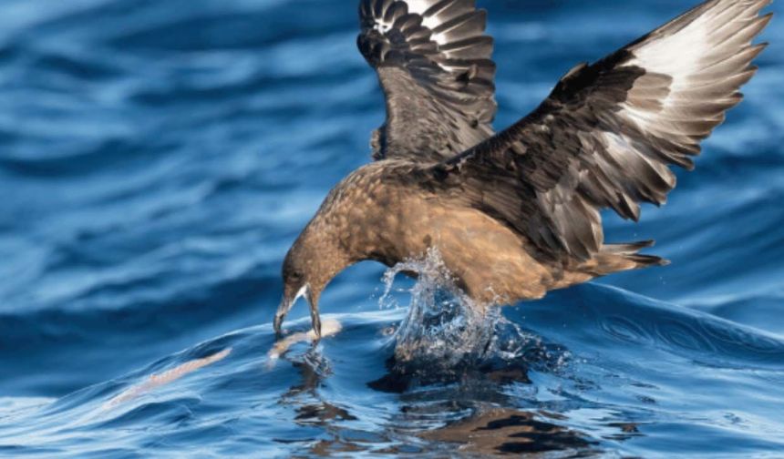 Avustralya'da ilk kez H5N1 alarmı! Yüksek patojeniteli kuş gribi yabani kuşta tespit edildi