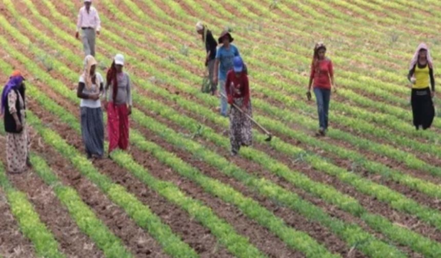 Taahhütnameyle ÇKS'ye kayıt yaptıran çiftçiler dikkat! Askı süreci başladı