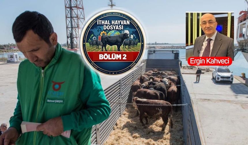 Brezilya'dan çıkan ithal besilik hayvan Türkiye'ye kaça geliyor? İşte maliyet hesabı
