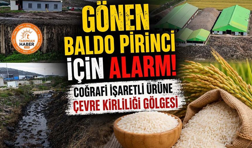 Gönen Baldo Pirinci için alarm! Coğrafi işaretli ürüne çevre kirliliği gölgesi