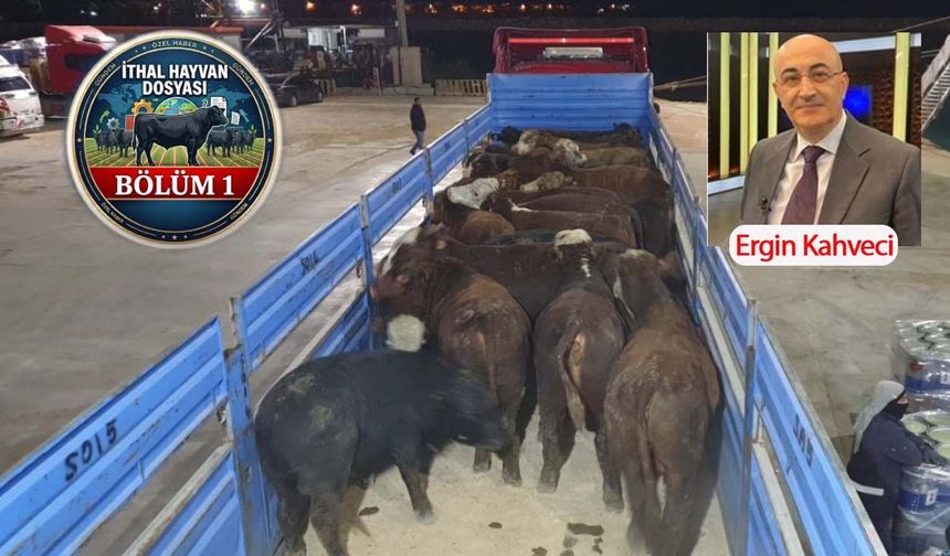 ESK'da 53 bin liraya mal olan ithal besilik hayvan üreticiye neden 82 bin liraya satılıyor?