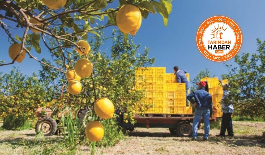 Limon üreticisinden "fiyat direnişi": "Maliyetler 80 TL, zararına satışa dur dedik"