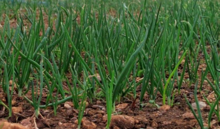 Planlı üretim vardı, soğanda ithalat neden geldi? Bakanlığın hedefiyle uygulama çelişti!