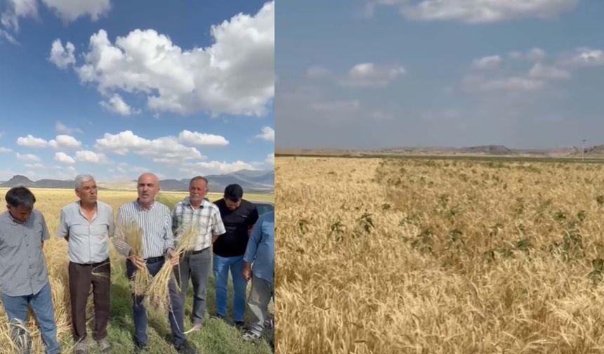Tarım Kredi'den alınan sertifikalı arpa tohumu çiftçiyi mağdur etti! 25 üretici hukuki süreç başlattı