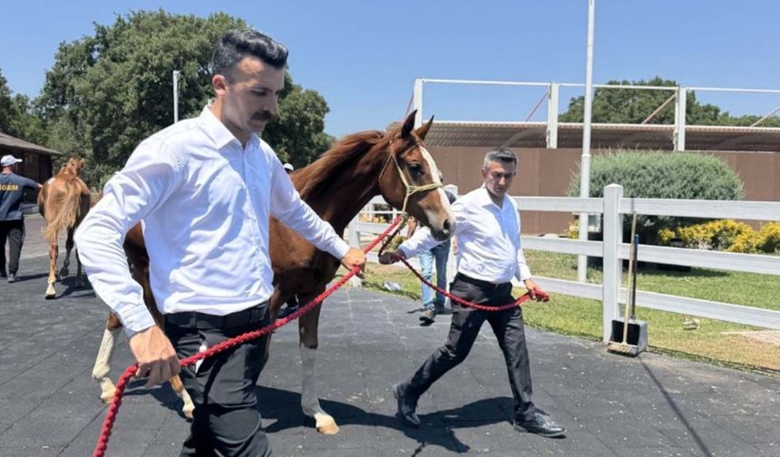 TİGEM'de kulis faaliyetlerine rağmen tay satışları yine beklentinin altında kaldı!