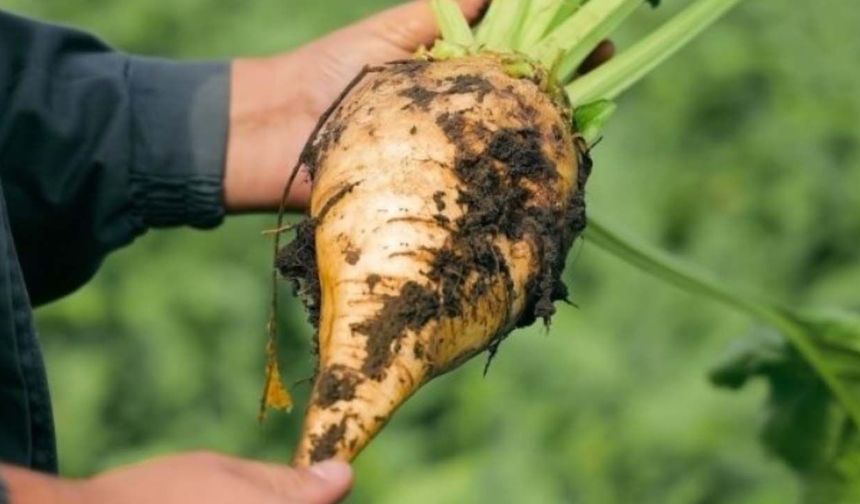 Bakan Yumaklı duyurdu: Pancar üreticisine 2 milyar 768 milyon liralık avans ödemesi