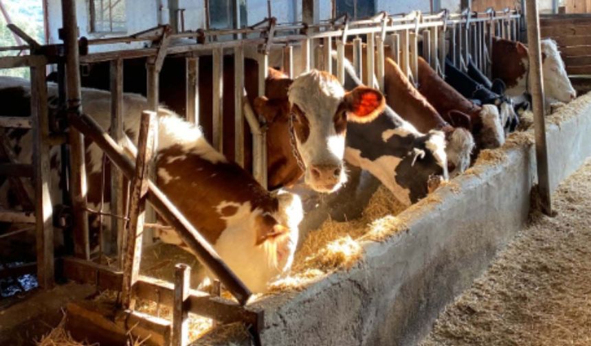 Süt üreticisinden 30 TL çağrısı: Bu fiyatlarla üretici ayakta kalamıyor!