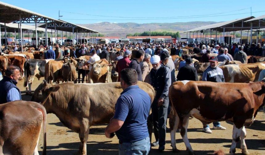 Besiciler kesim fiyatlarını tek tek paylaştı! 570 TL de var 650 TL de