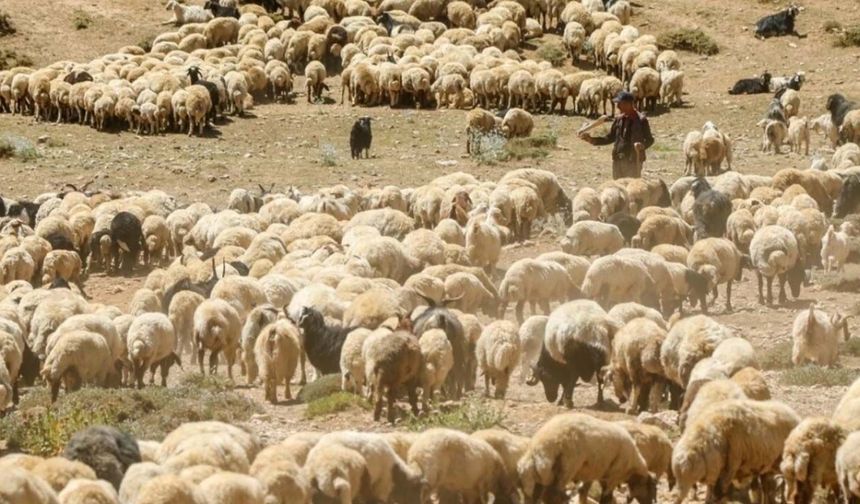 HAYGEM eski Daire Başkanı Burçak: Küçükbaşta artık asıl mesele destek değil, ihracat politikası