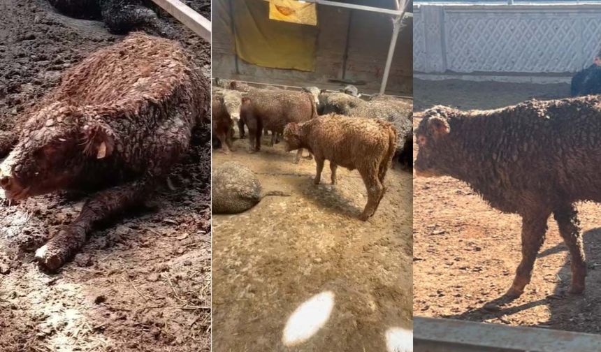 ESK’nin ithal hayvanlarında şoke eden görüntüler! Besiye başlamadan tedaviye başladılar