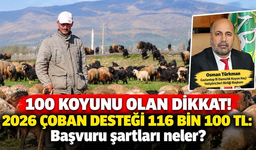 100 koyunu olan dikkat! 2026 çoban desteği 116 bin 100 TL: Başvuru şartları neler?