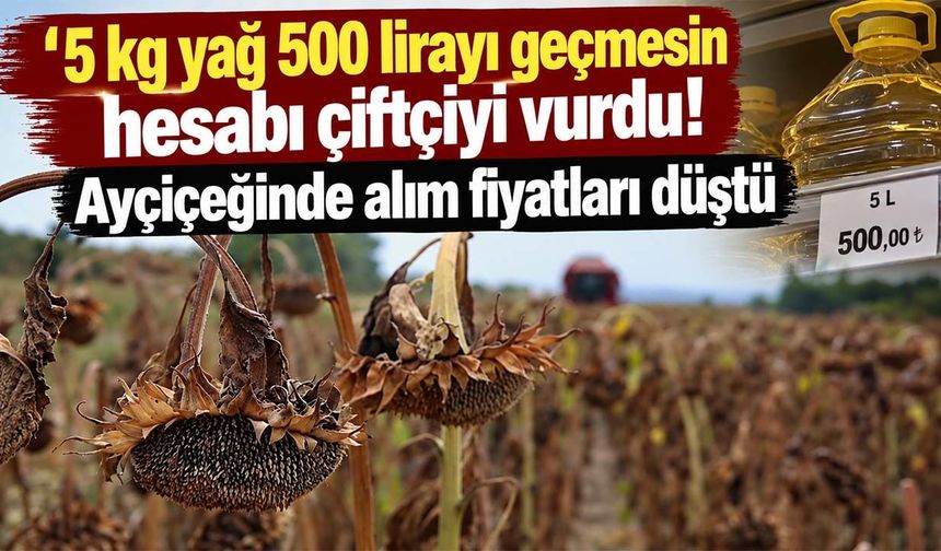 Ayçiçeğinde çiftçiye hasat darbesi! TMO ithalata çıktı, alım fiyatları düştü