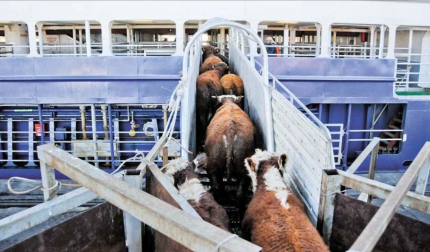 Brezilya’dan sığır ithalatında çarpıcı tablo! Her 10 hayvandan 4’ünü Türkiye aldı