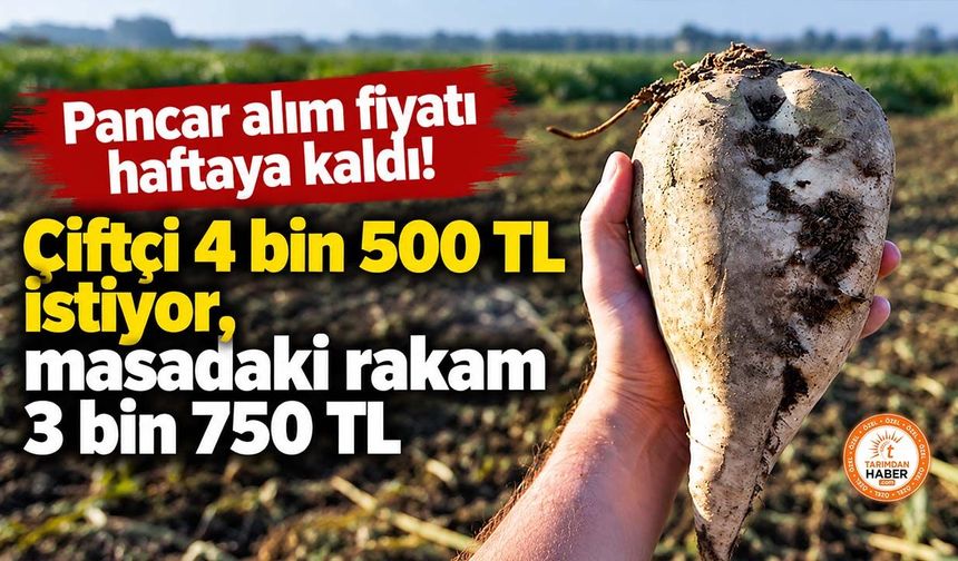 Pancar alım fiyatı haftaya kaldı! Çiftçi 4 bin 500 TL istiyor, masadaki rakam 3 bin 750 TL