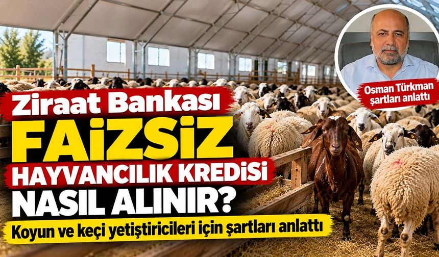 Ziraat Bankası faizsiz hayvancılık kredisi nasıl alınır? Koyun ve keçi yetiştiricileri için şartları anlattı