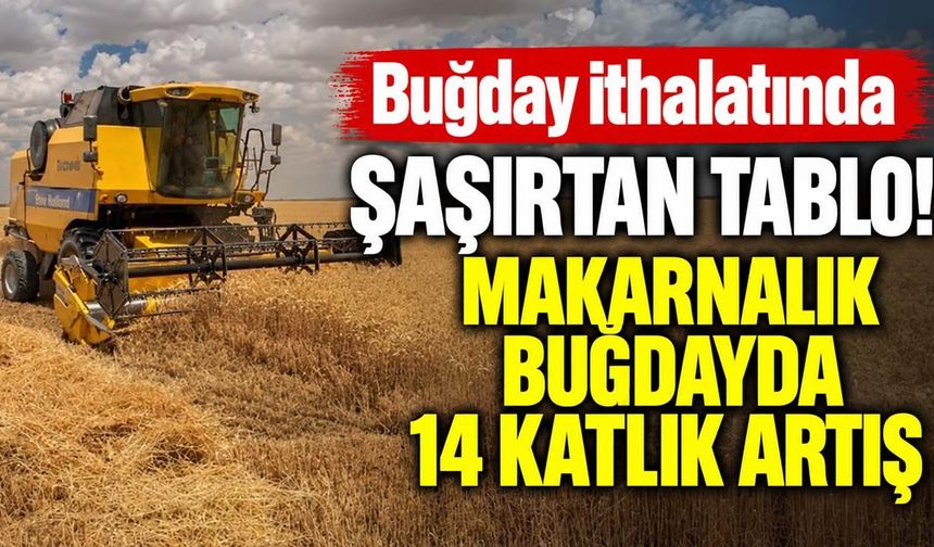Buğday ithalatında şaşırtan tablo! Makarnalık buğdayda 14 katlık artış