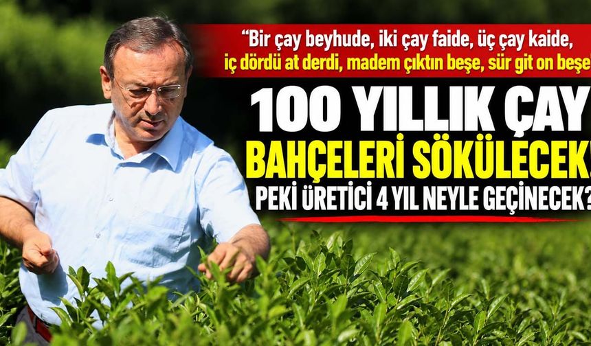 100 yıllık çay bahçeleri sökülecek! Peki üretici 4 yıl neyle geçinecek?