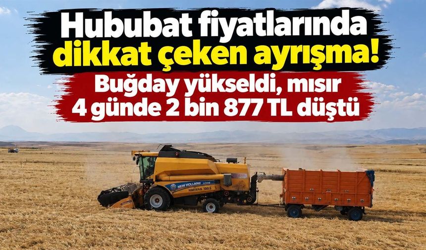 Hububat fiyatlarında dikkat çeken ayrışma! Buğday yükseldi, mısır 4 günde 2 bin 877 TL düştü