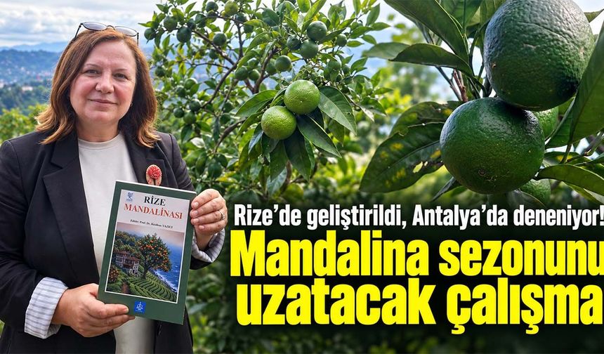 Rize’de geliştirildi, Antalya’da deneniyor! Mandalina sezonunu uzatacak çalışma