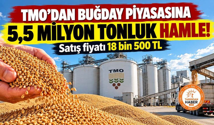 TMO 5,5 milyon ton buğdayı piyasaya veriyor! Ekim ayı satış fiyatları belli oldu