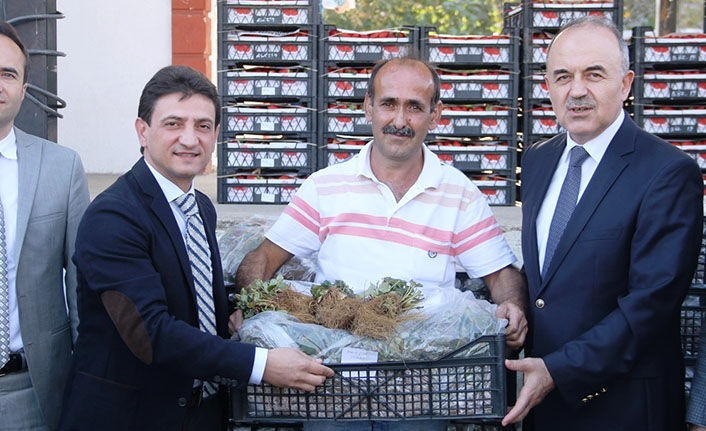 Yalova'da çiftçiye 140 bin adet çilek fidesi dağıtıldı
